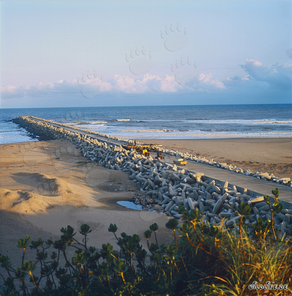 North Breakwater protected through dolosse