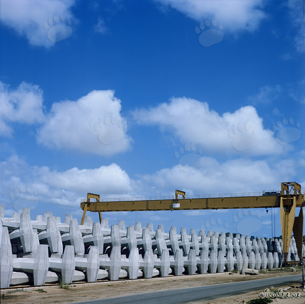 Producción y almacenamiento de dolos en el North Breakwater