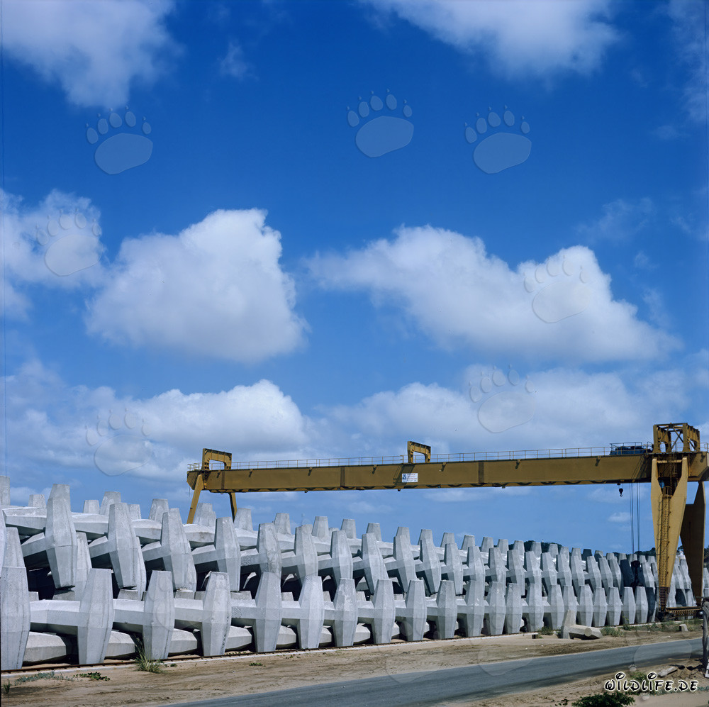 Produzione e stoccaggio di dolos al North Breakwater