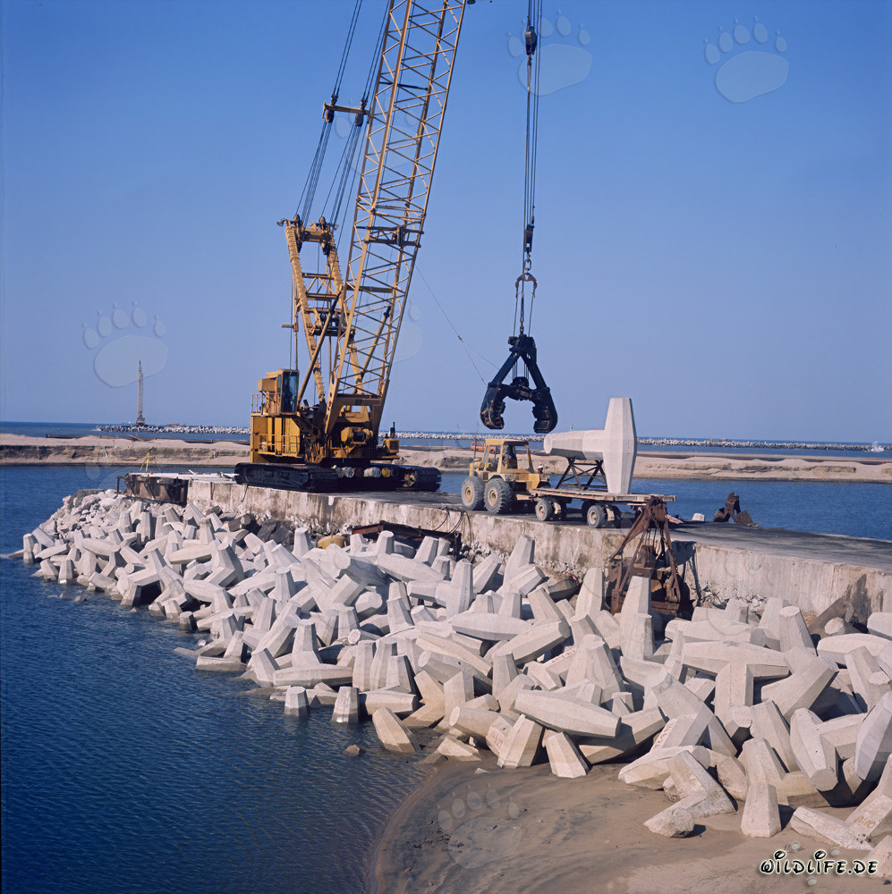 Placing dolosse on North Headland in Richards Bay