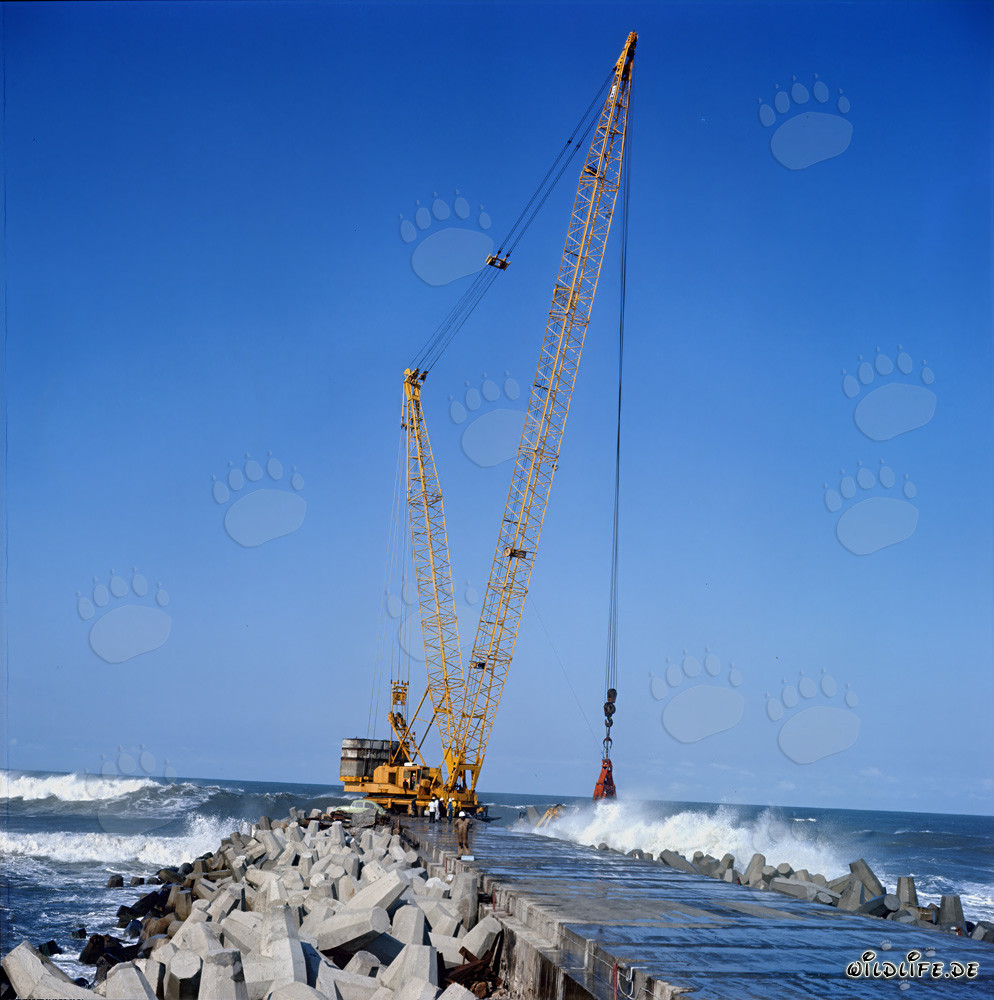 Posa dei dolos al South Breakwater a Richards Bay, Sudafrica