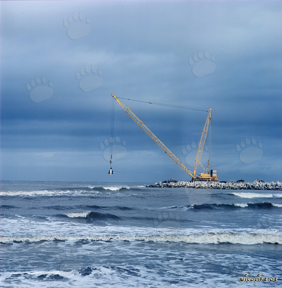 Pose de dolosses sur la jetée sud de Richards Bay, Afrique du Sud