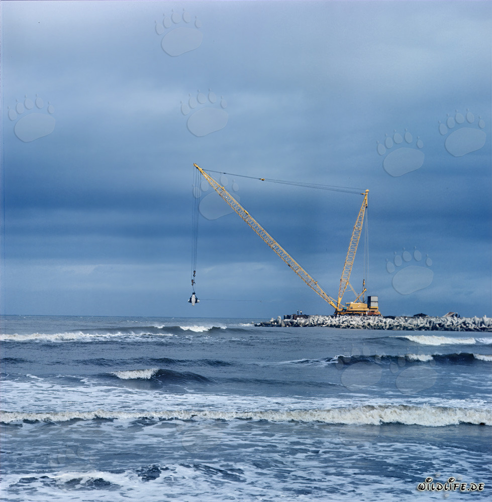 Placing Dolosse on South Breakwater in Richards Bay, South Africa