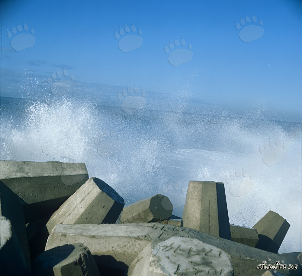 Dolos en las olas en el North Breakwater en el puerto de Richards Bay