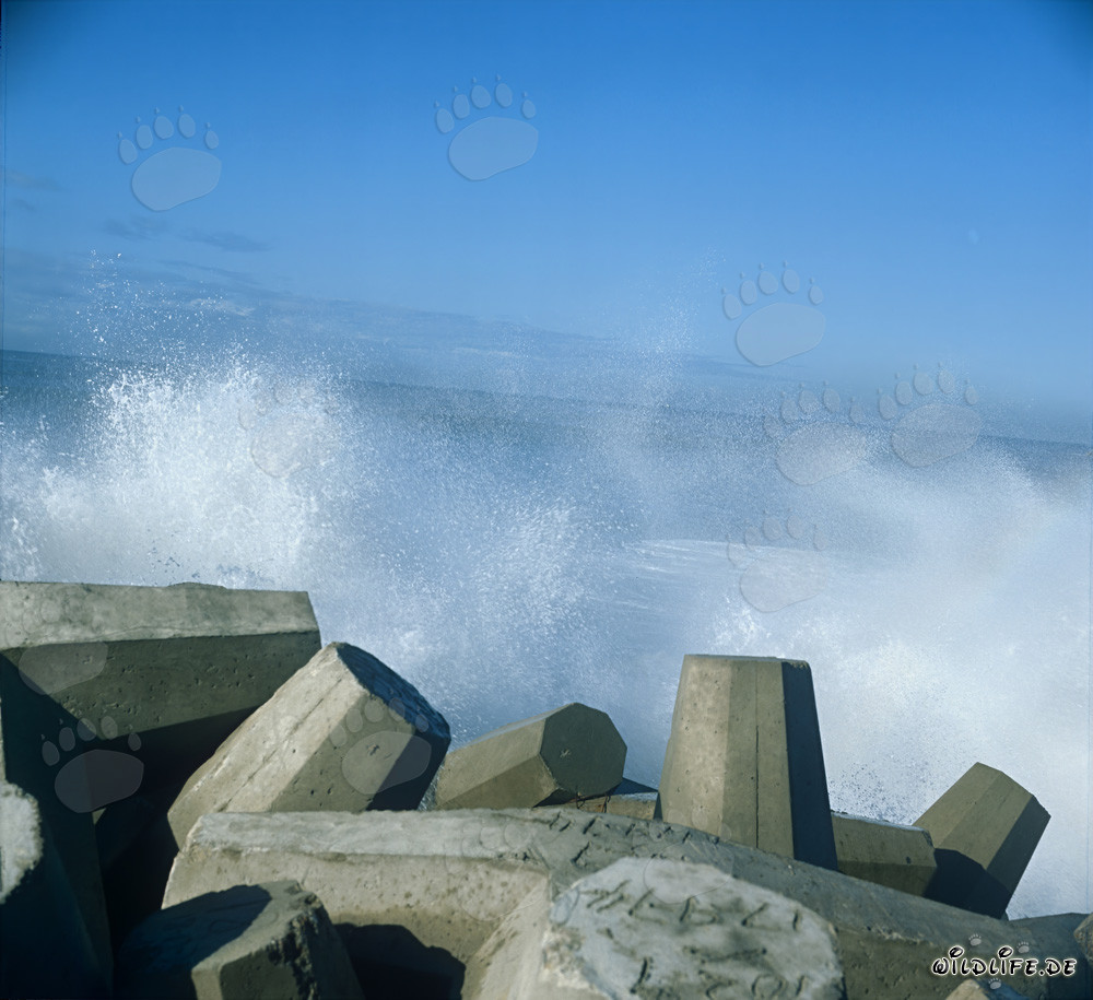 Dolosse nelle onde al North Breakwater nel porto di Richards Bay