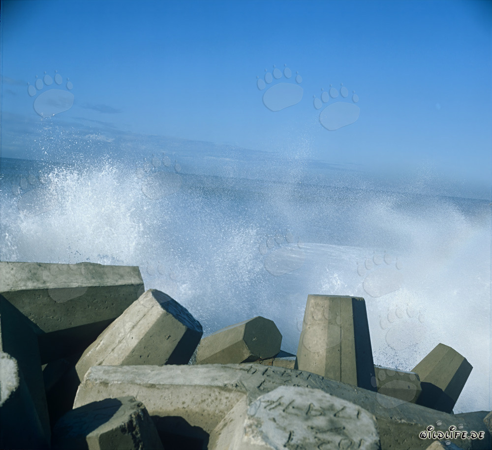 Dolosse in den Wellen am North Breakwater in Richards Bay Hafen
