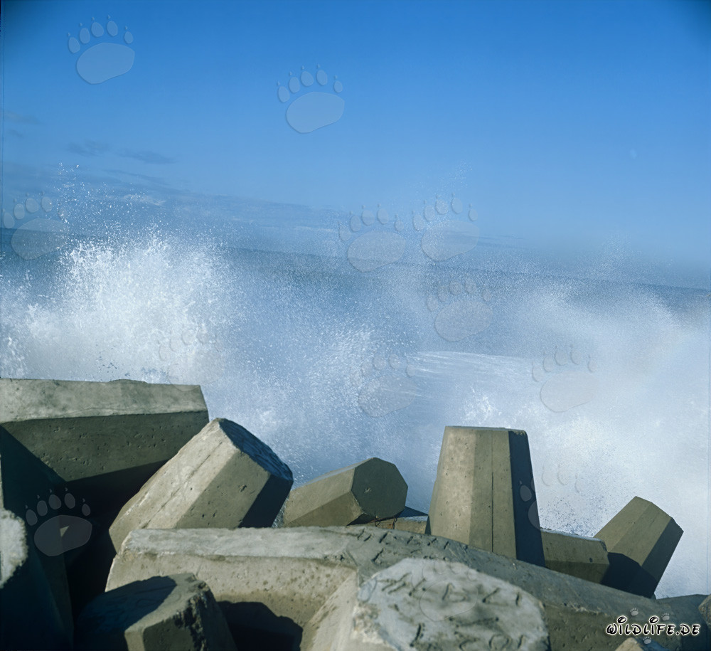 Dolosse dans les vagues au North Breakwater dans le port de Richards Bay