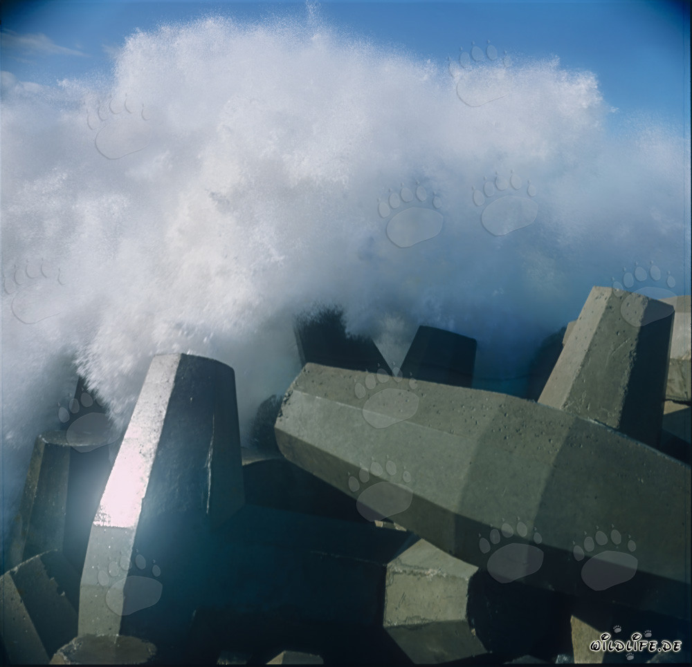Les dolos protègent le North Breakwater des vagues tumultueuses à Richards Bay