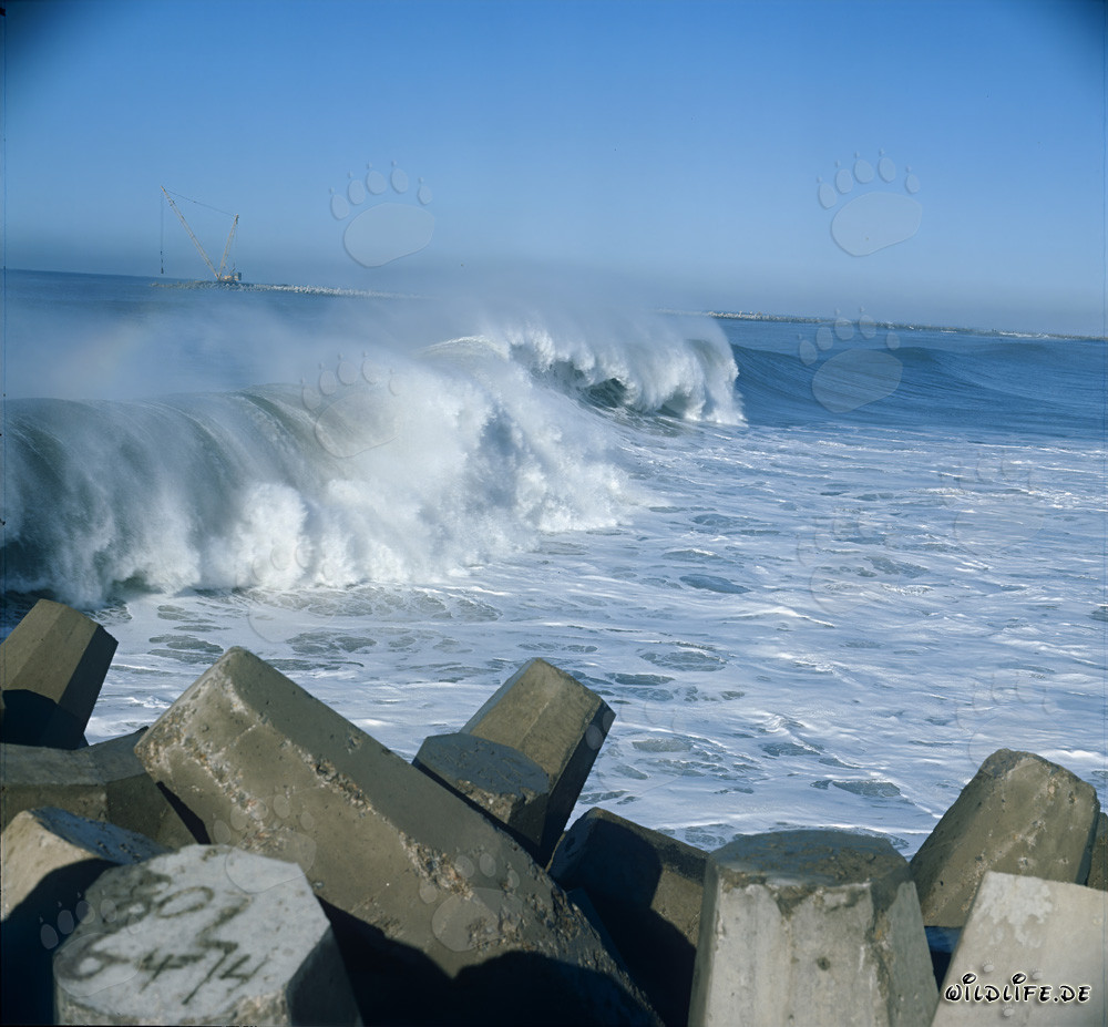 Dolosse dans la mer agitée au North Breakwater