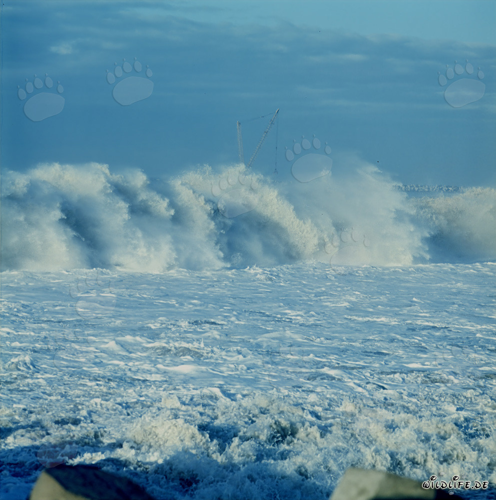 Puissants déferlants au North Breakwater de Richards Bay