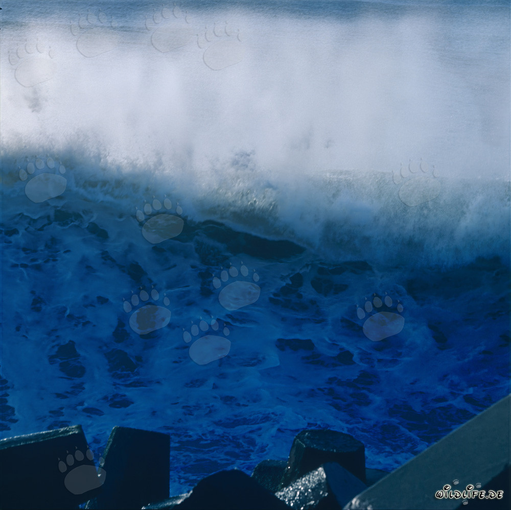 Massive waves on North Breakwater