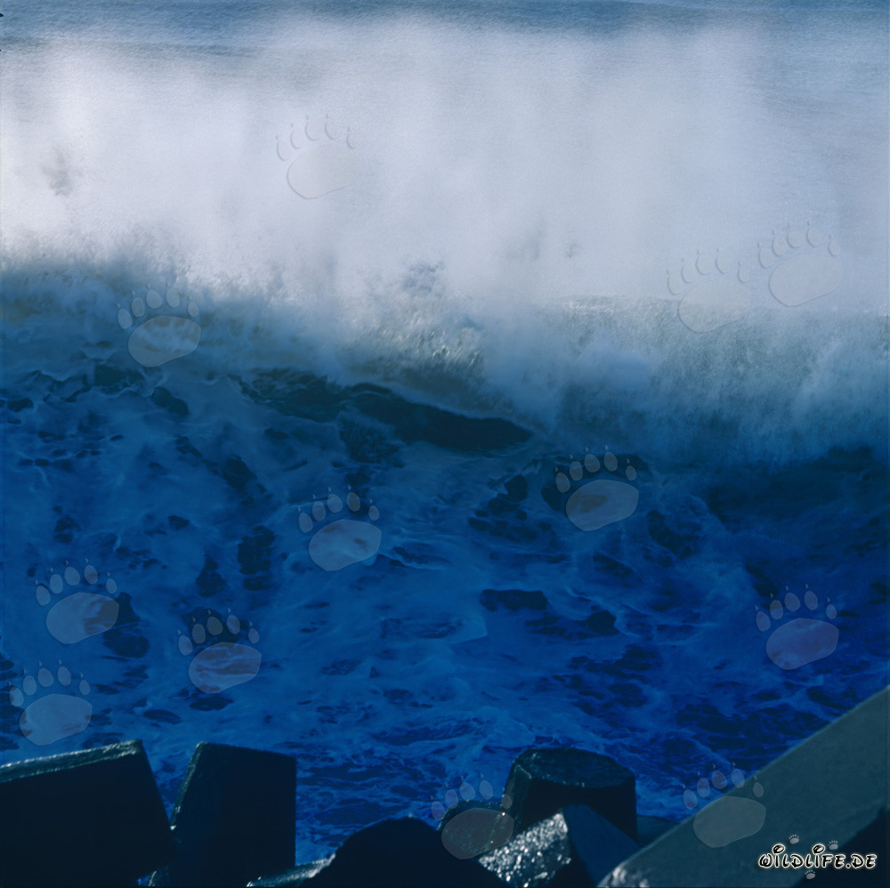Olas impresionantes en el rompeolas de North