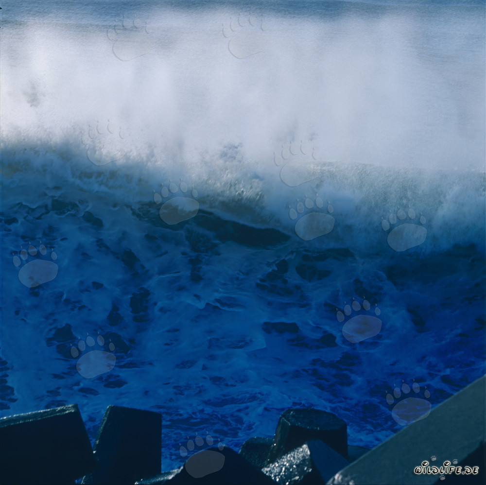 Onde imponenti presso il North Breakwater