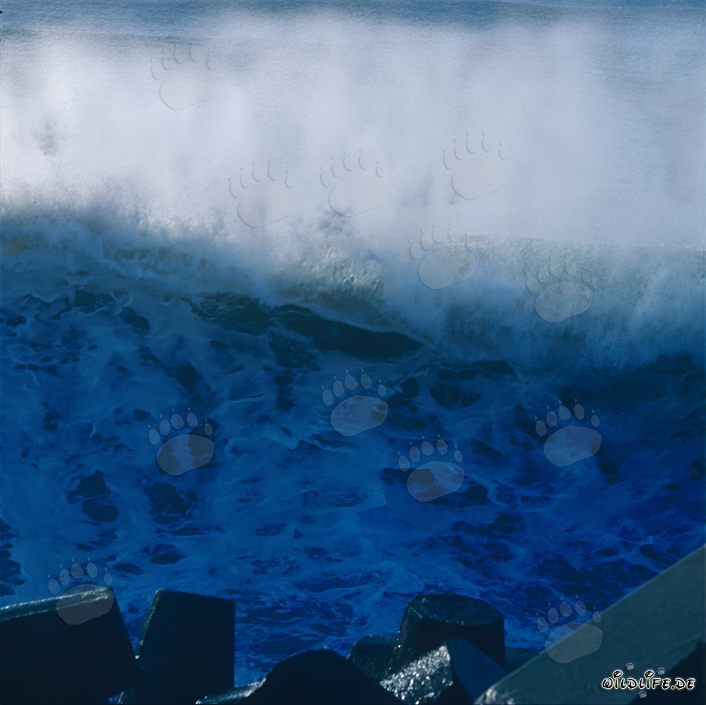 Vagues impressionnantes au North Breakwater