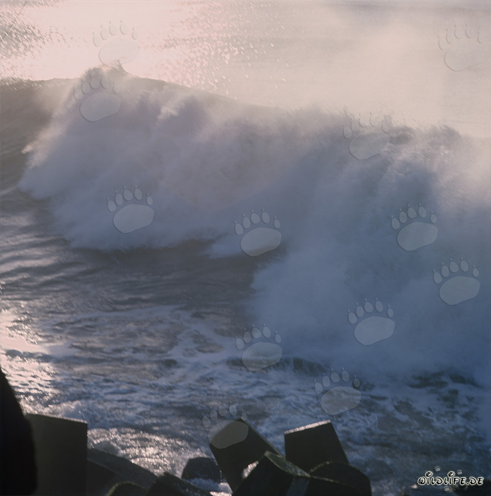Dangerous seas on the North Breakwater in Richards Bay