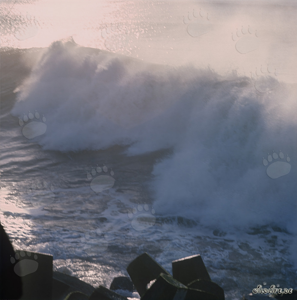 Mer agité dangereux au North Breakwater à Richards Bay