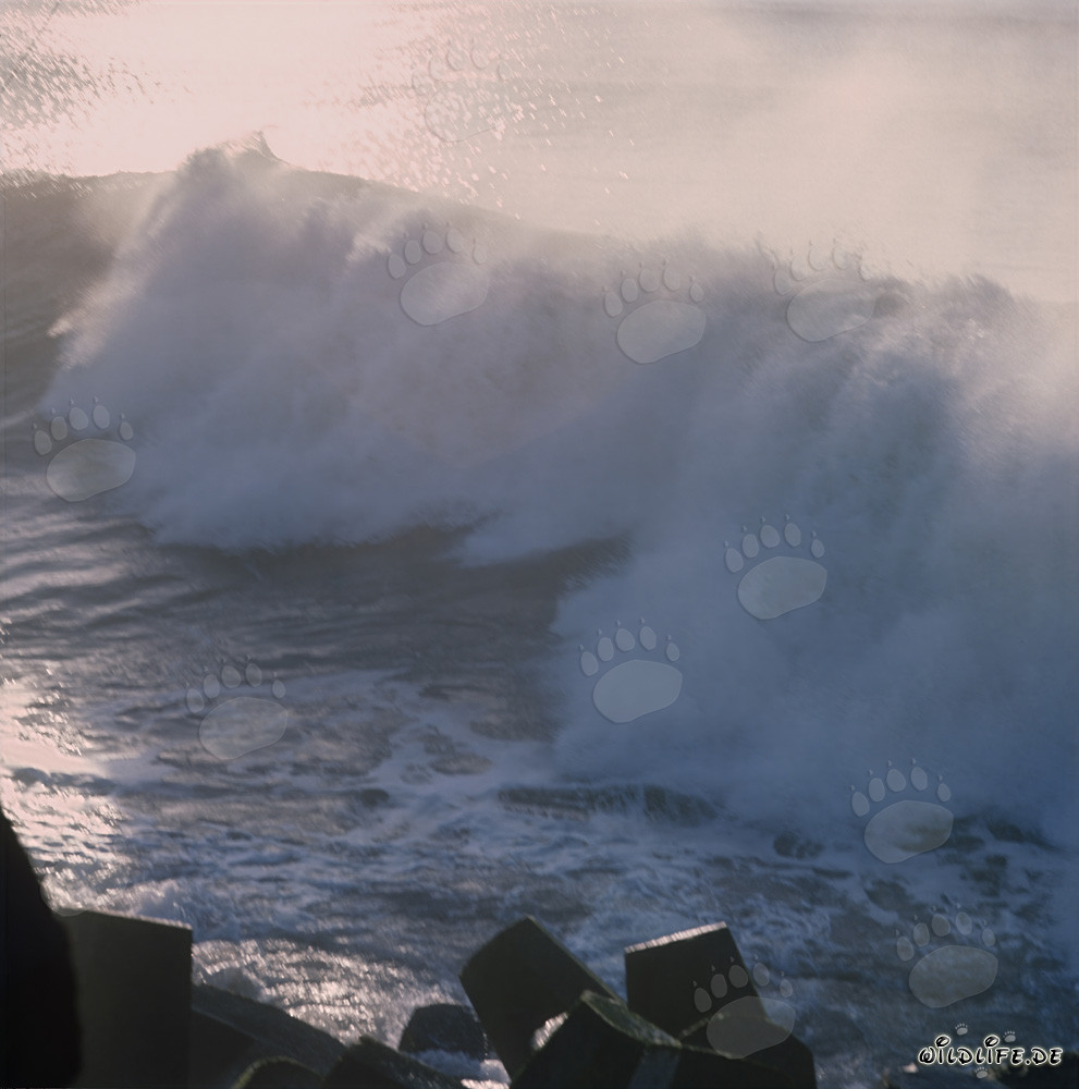 Peligroso oleaje en el North Breakwater en Richards Bay