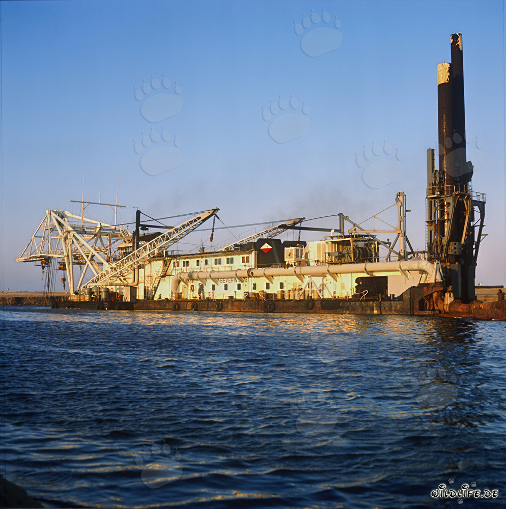 Draga succhiante a testa di taglio Beverwijk 31 nel porto di Richards Bay, Sudafrica