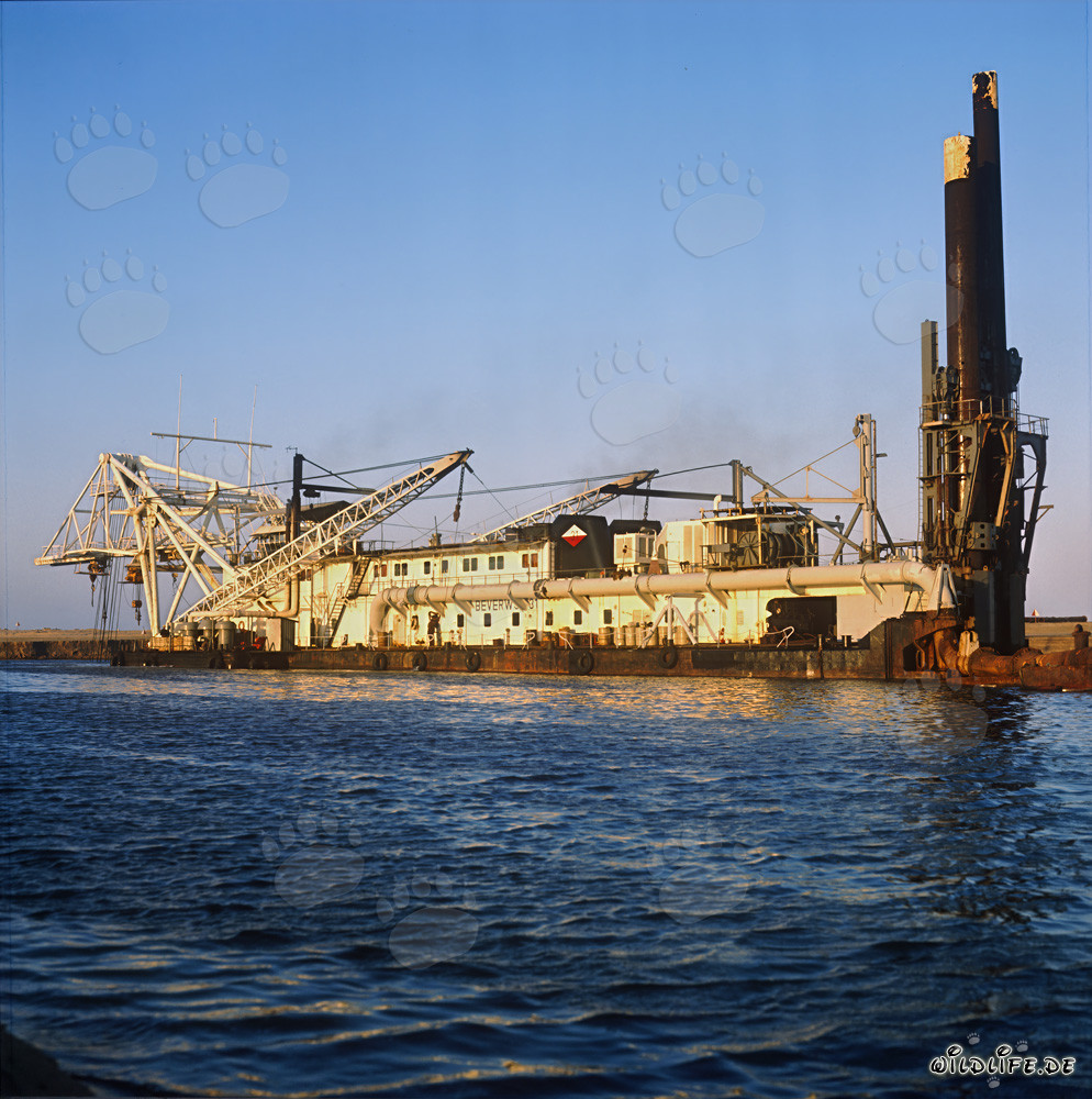 Drague suceuse à tête de coupe Beverwijk 31 dans le port de Richards Bay, Afrique du Sud