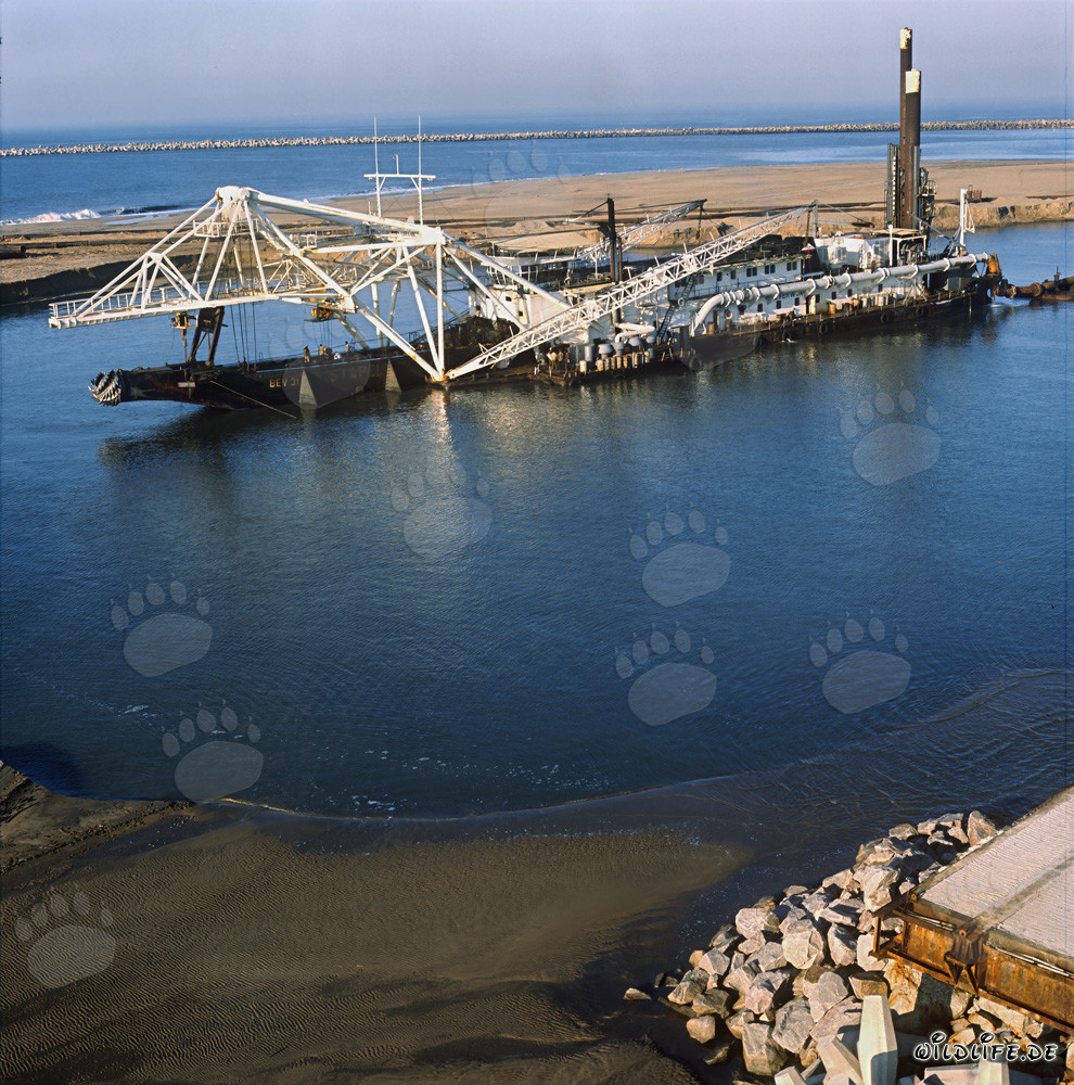 Construction du port de Richards Bay : Drague suceuse à tête de coupe Beverwijk 31