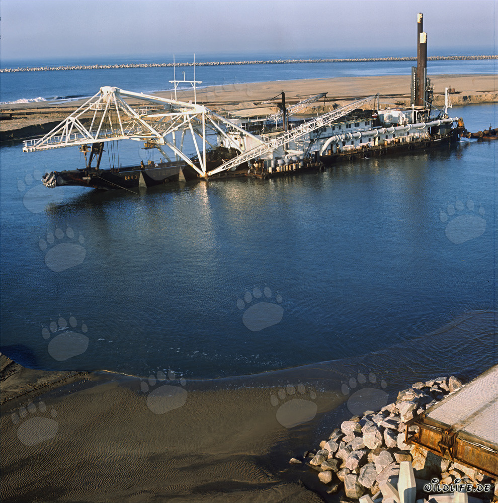 Costruzione del porto di Richards Bay: Draghe aspiranti a testa di taglio Beverwijk 31