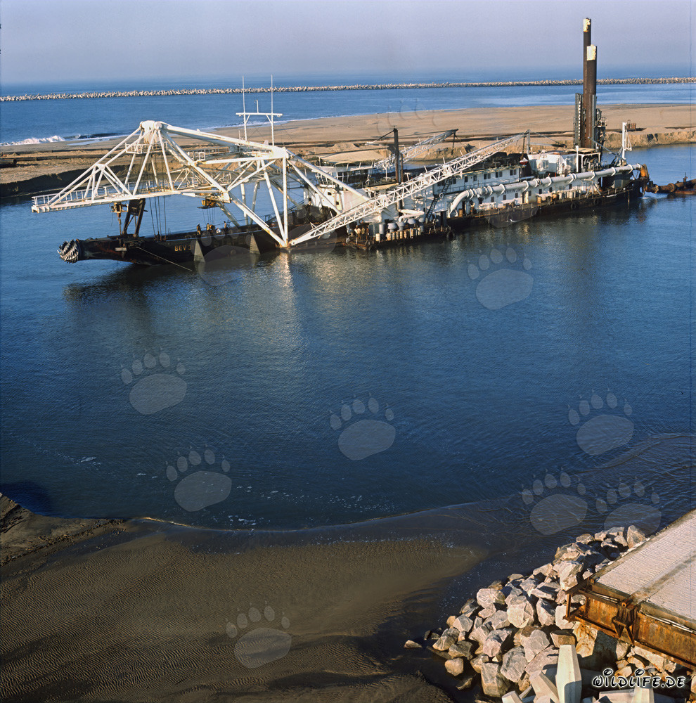 Construcción del puerto de Richards Bay: Dragas de succión de cabeza cortadora Beverwijk 31
