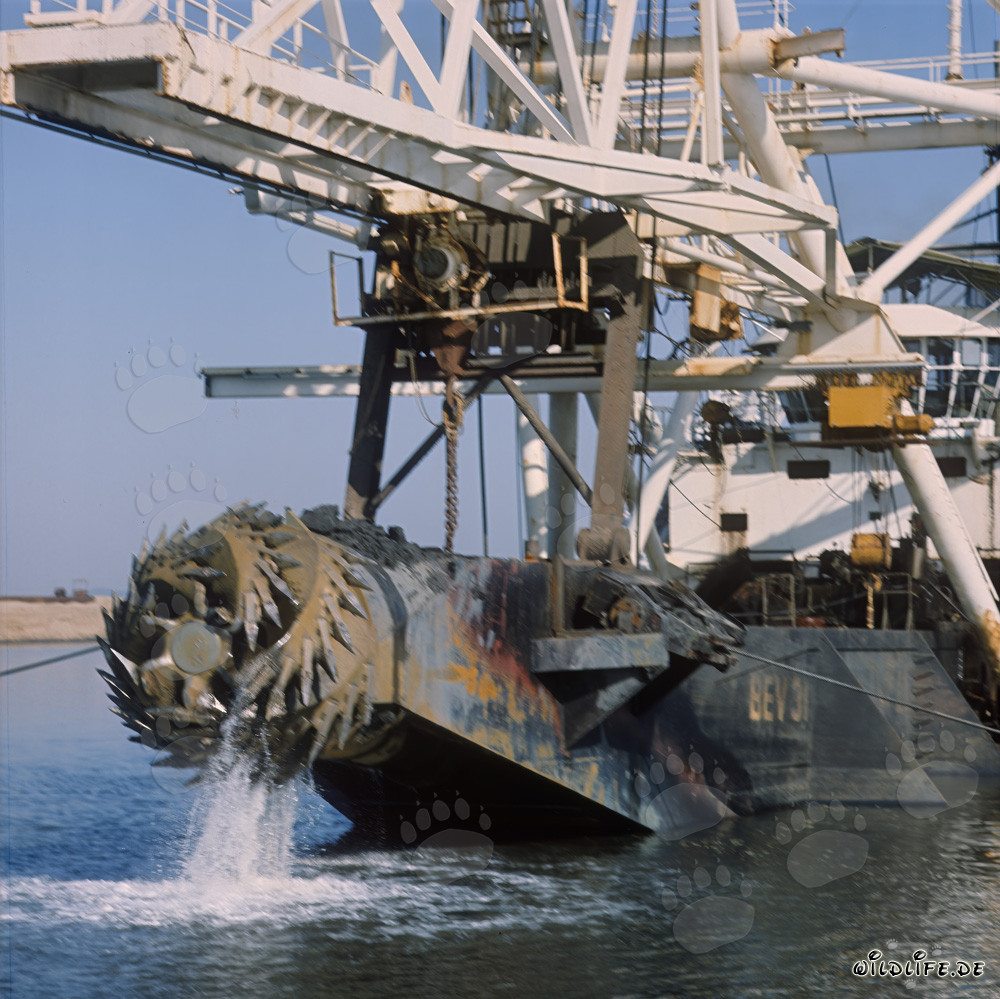 Draga aspirante con testa di taglio Beverwijk 31 nel porto di Richards Bay