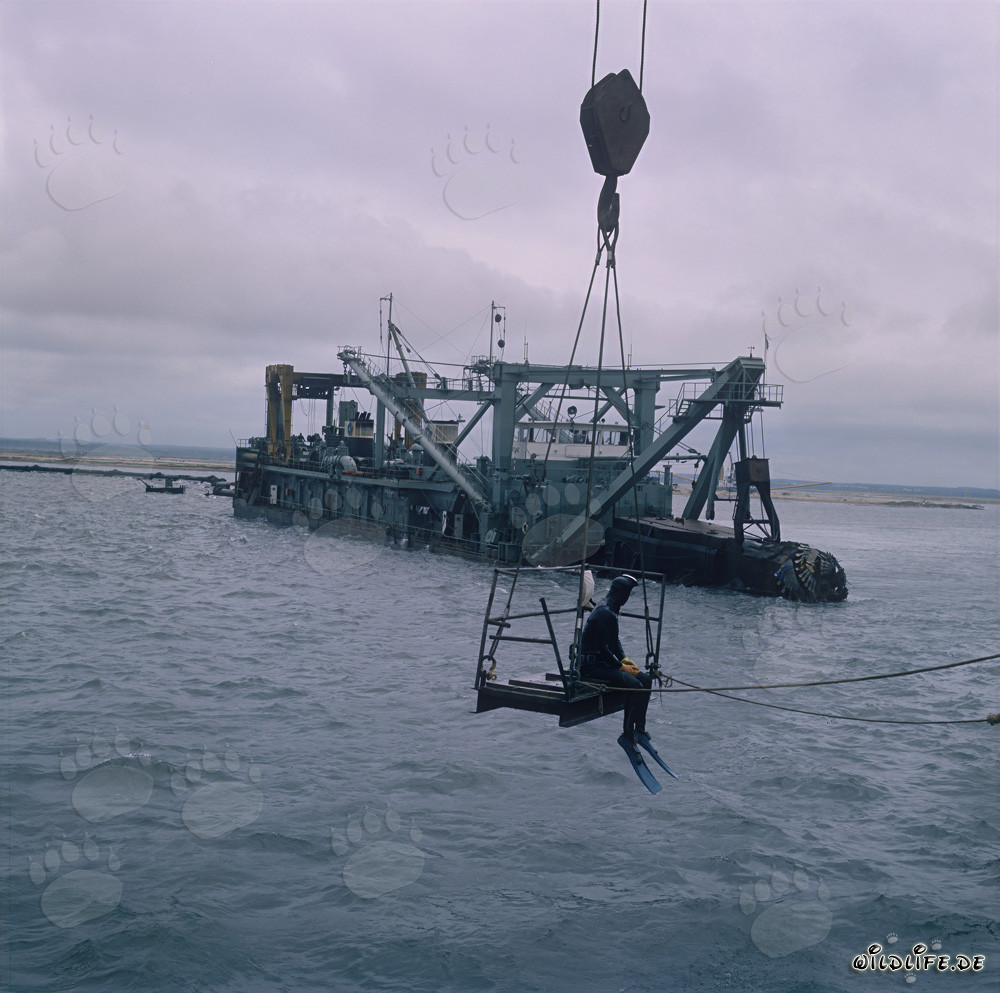 Spectacular diving operation at the Cutter Suction Dredger Tramontane in Richards Bay