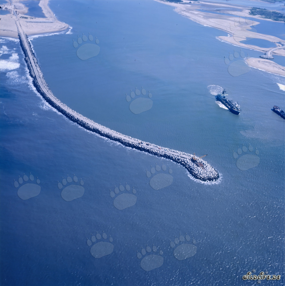 Frangiflutti meridionale di Richards Bay a Natal, Sudafrica