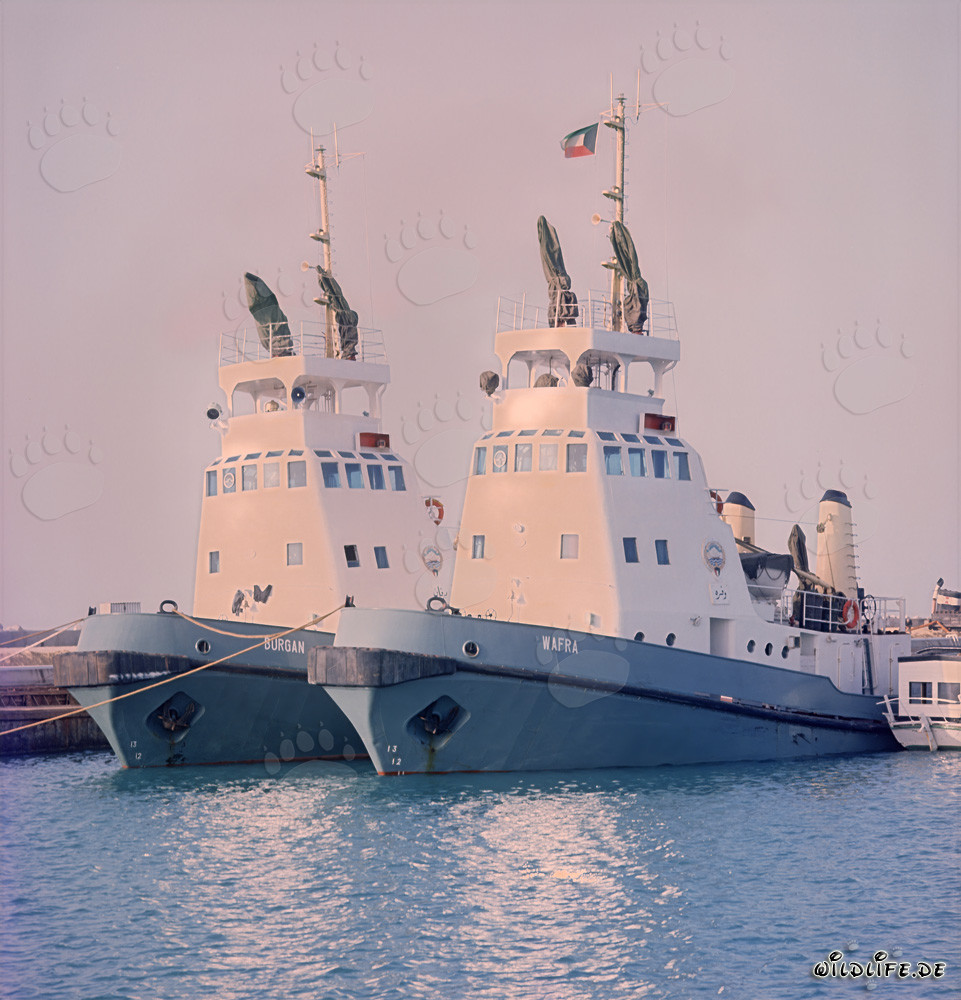 Die ersten großen Schlepper im neuen Hafen von Shueiba, Kuwait