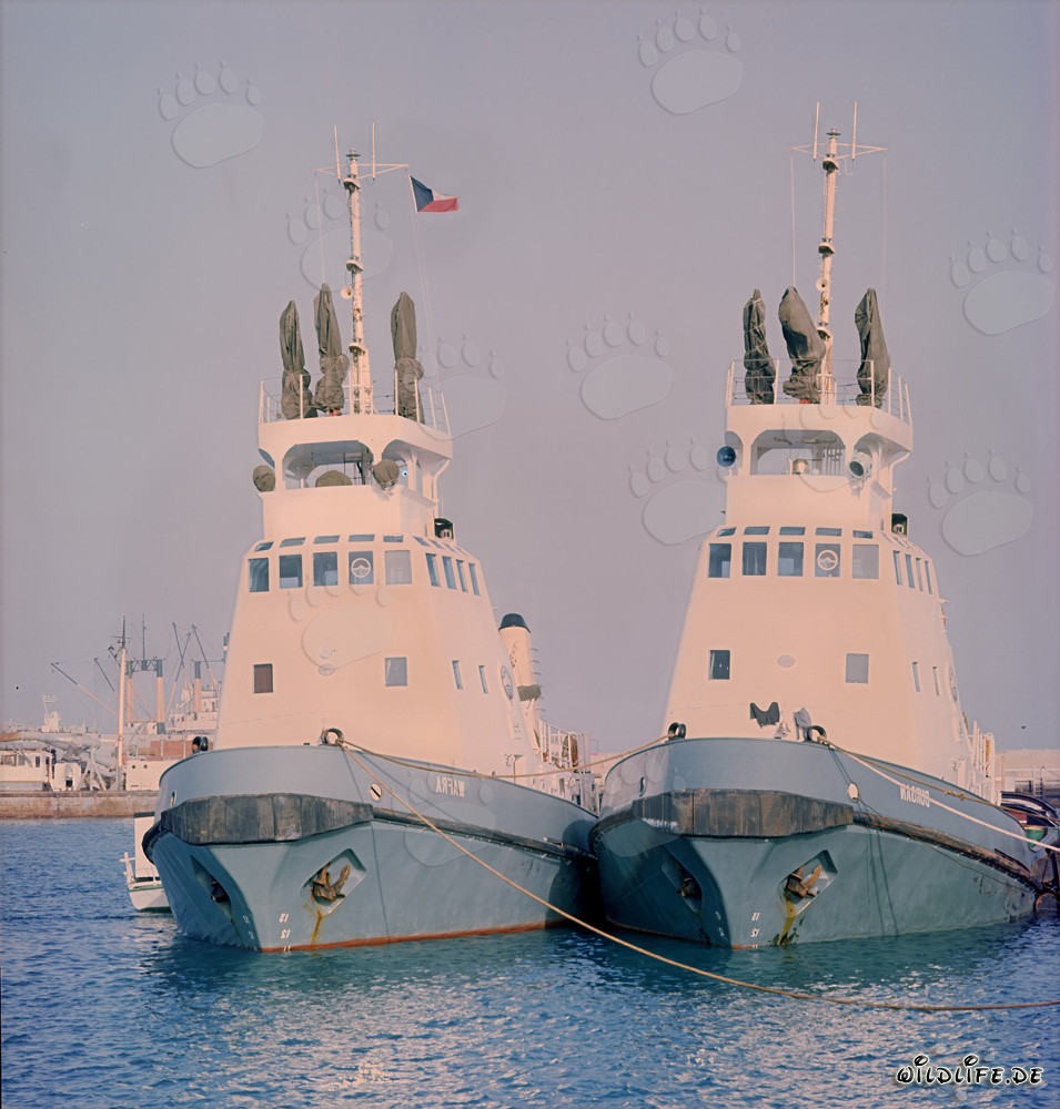 Majestätische Hafenschlepper in Shueiba, Kuwait