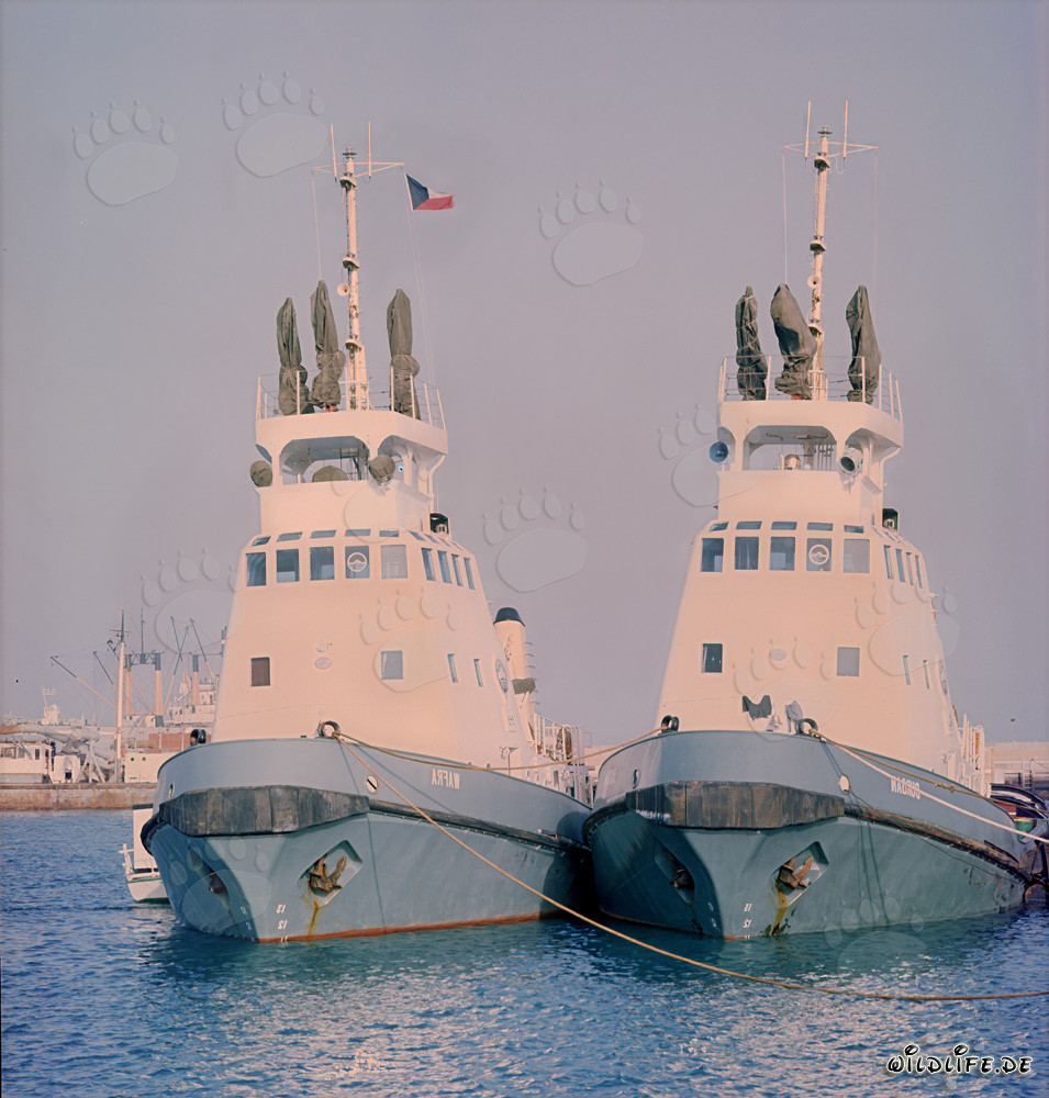 Remolcadores portuarios majestuosos en Shueiba, Kuwait