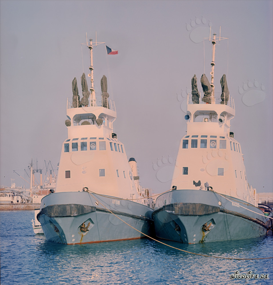 Remorqueurs de port majestueux à Shueiba, Koweït