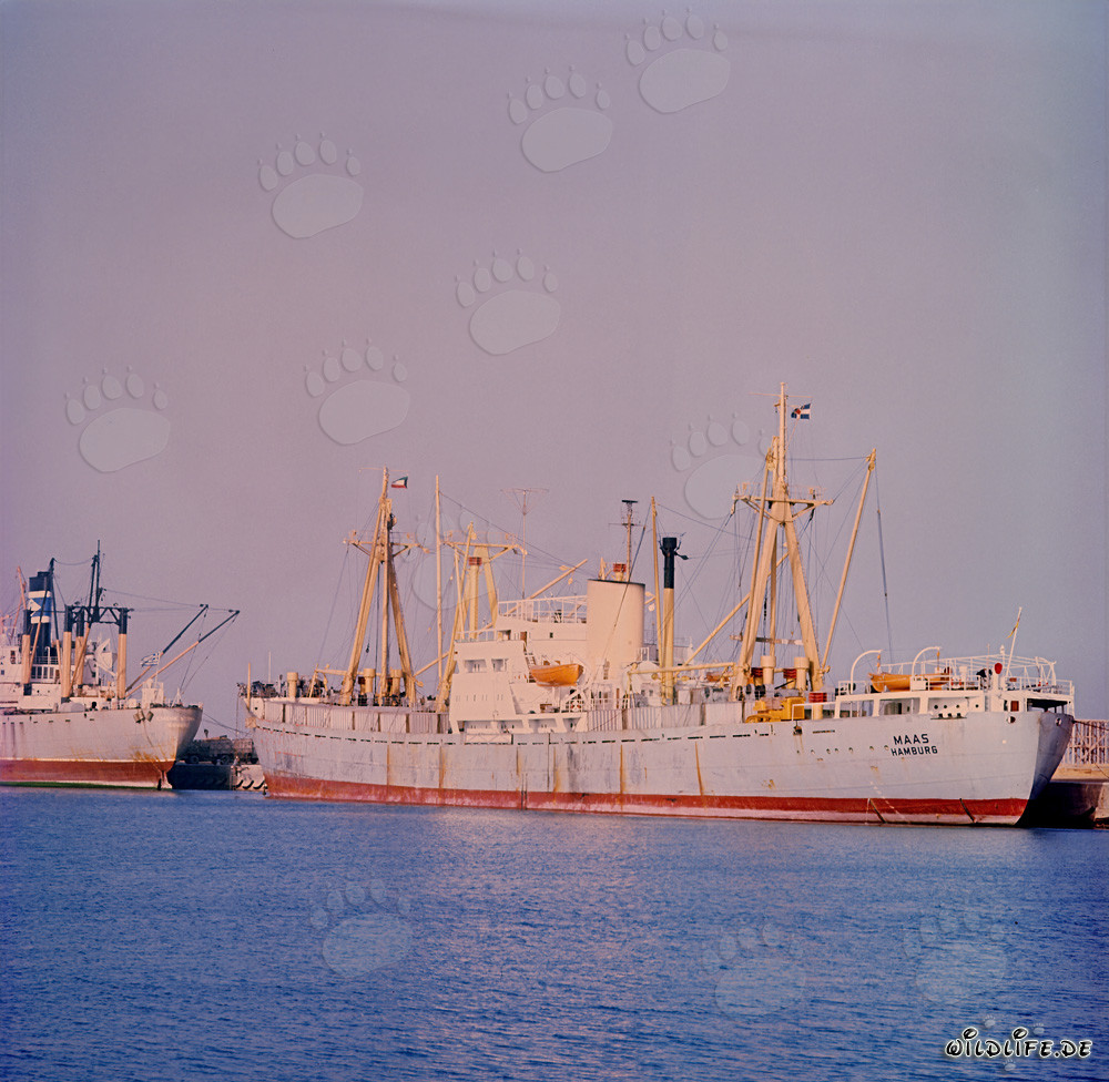 Premier cargo allemand dans le port moderne de Shueiba