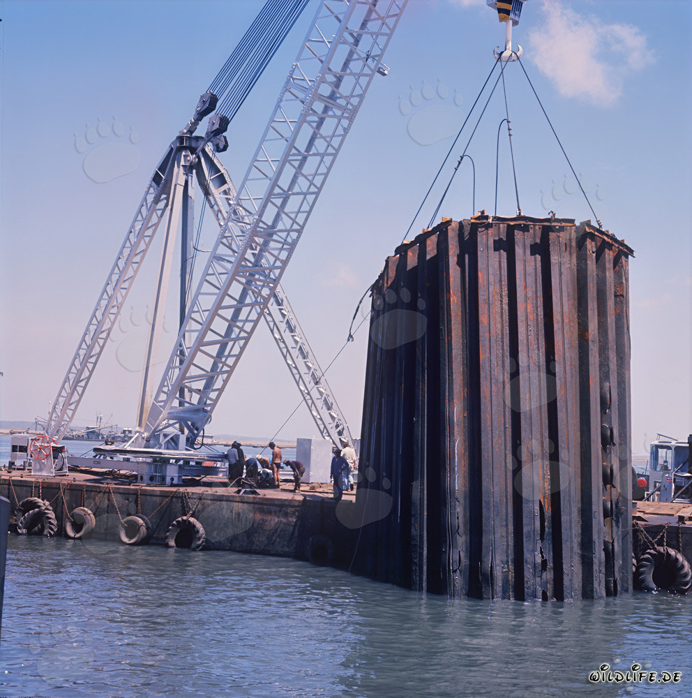 Recupero spettacolare di una palancole tagliata sottomarina nel porto di Shueiba, Kuwait