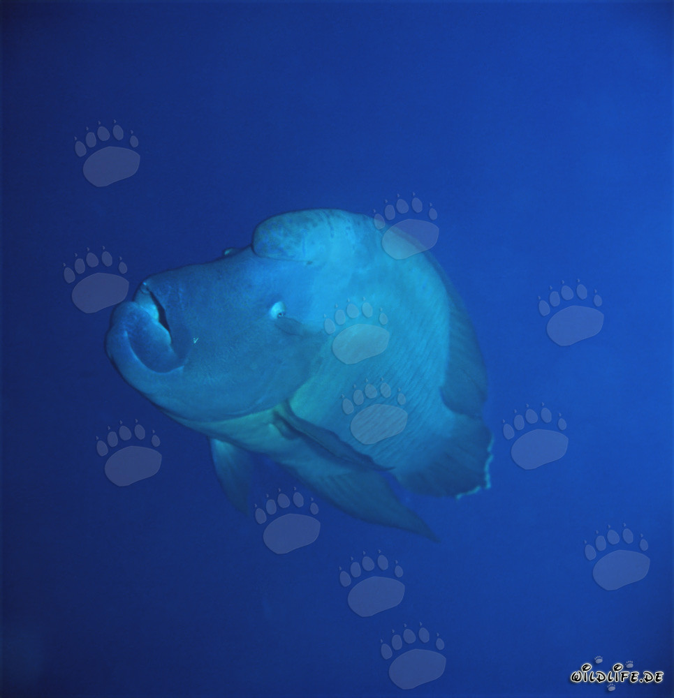 Magnificent Napoleon Wrasse in the Red Sea - Exotic Underwater World