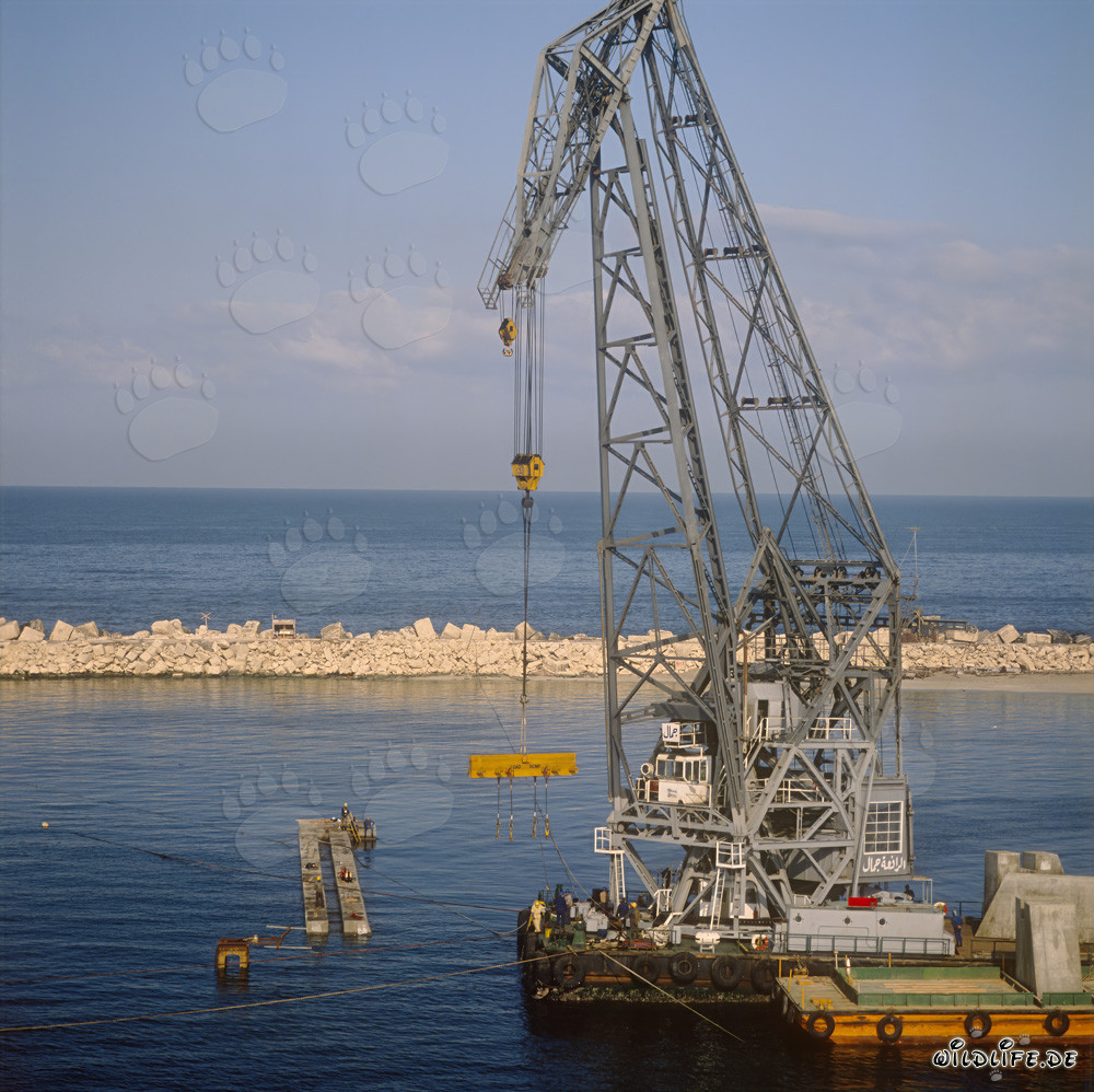 Pose de blocs de béton avec la grue flottante 'Gamal'