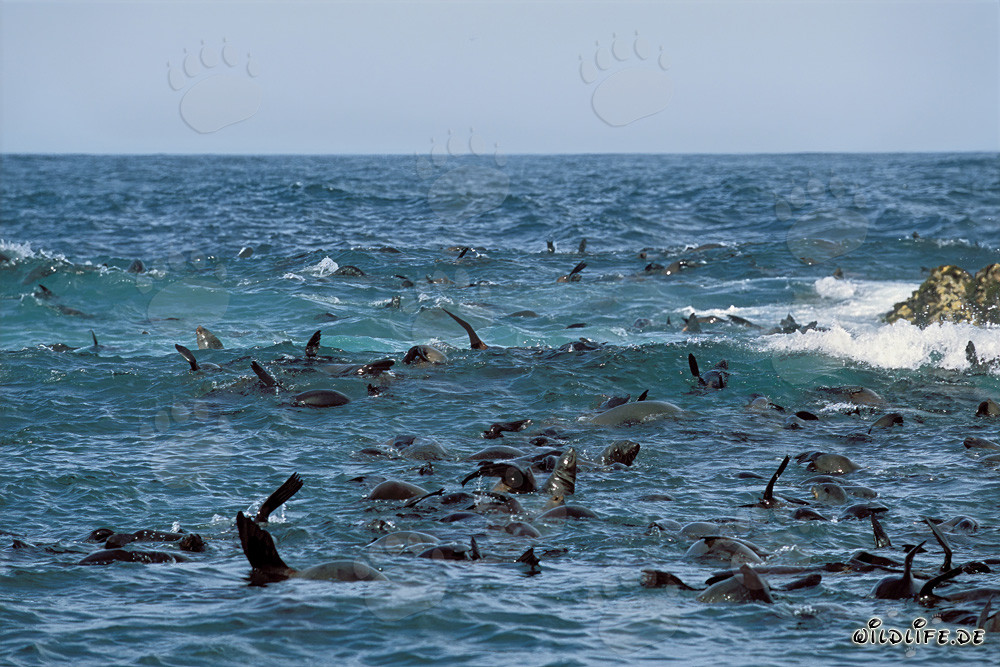 Focas de piel sudafricanas en la marejada