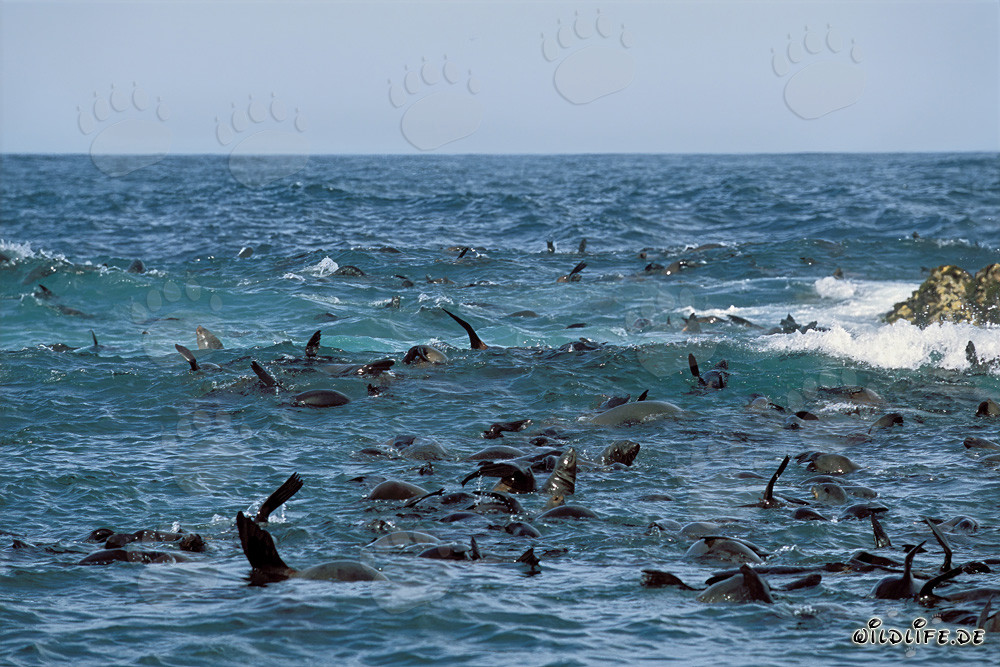 South African Fur Seals in the Surf