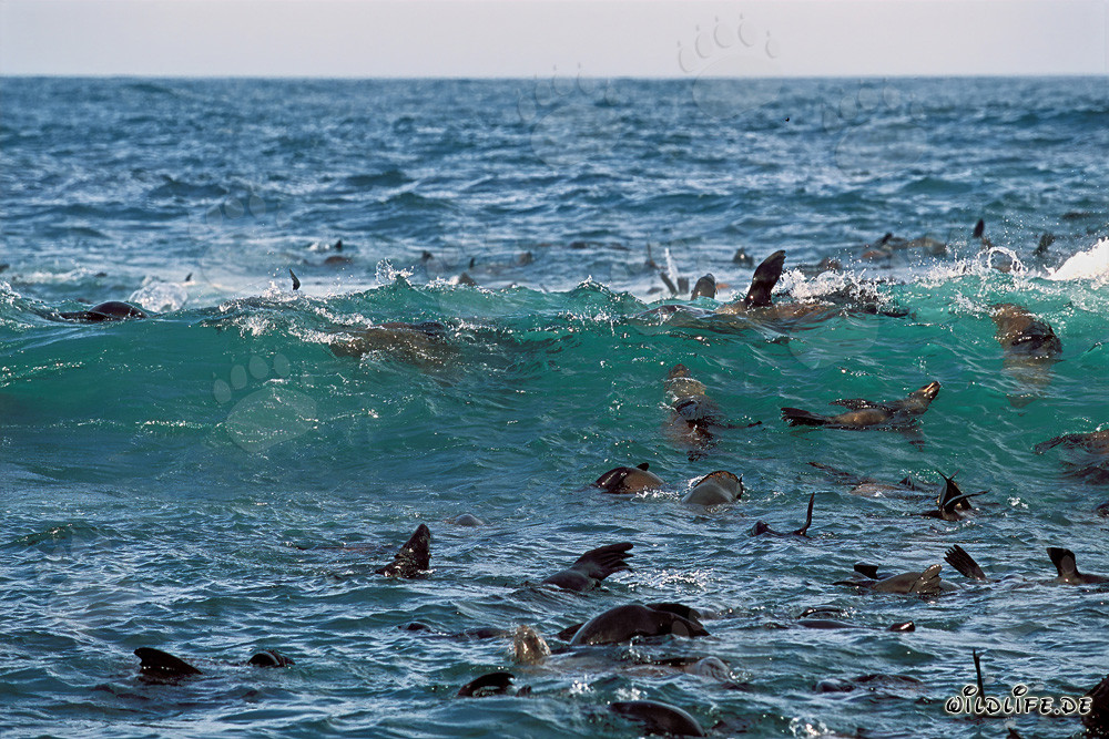 Focas di pelliccia sudafricane nelle onde