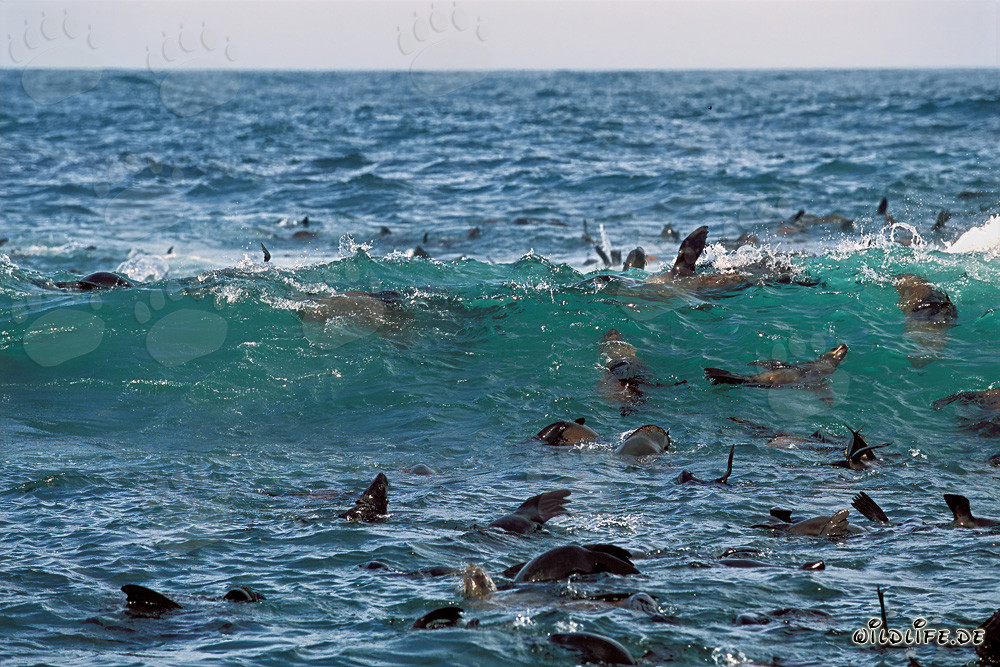 Otaries à fourrure d'Afrique du Sud dans la houle
