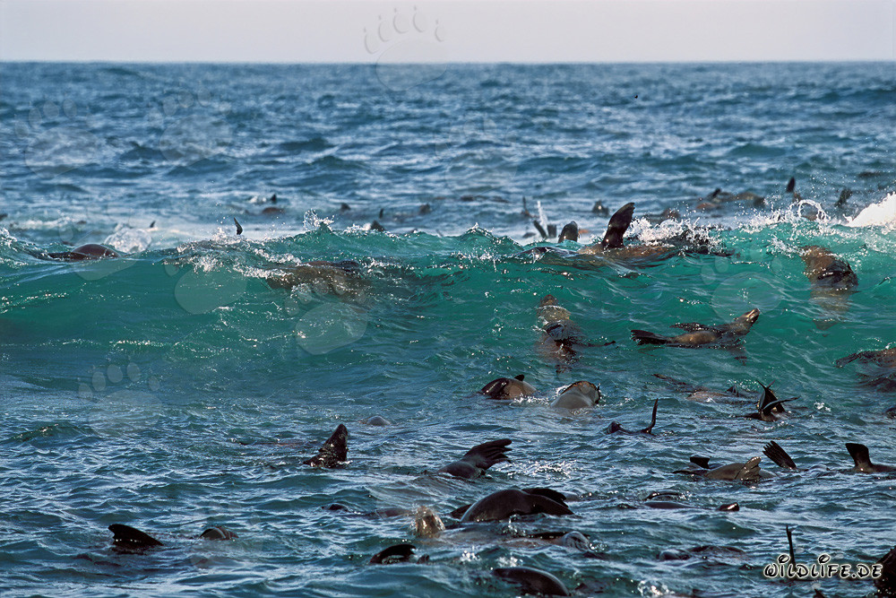 South African Fur Seals in the Surf