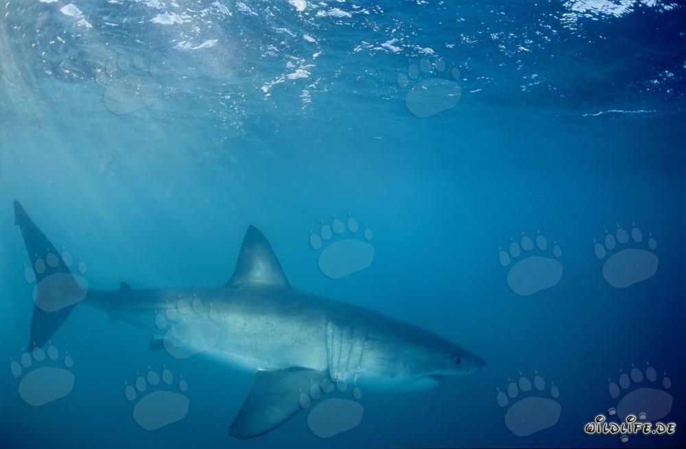 Majestic Great White Shark in the Ocean off South Africa