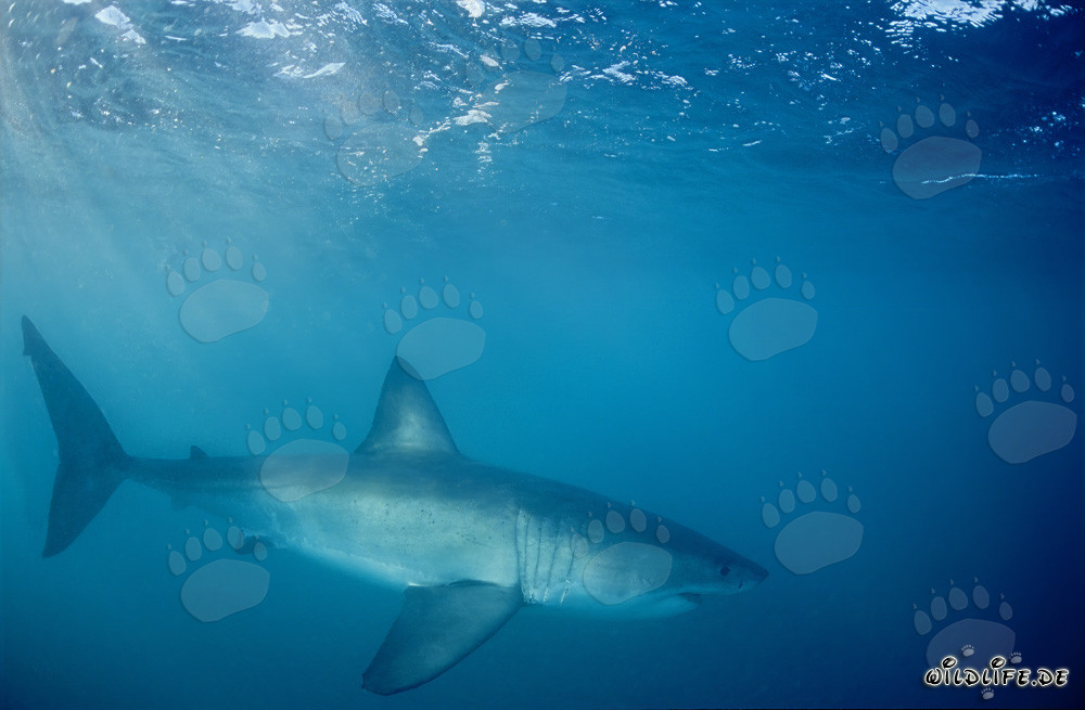 Grand requin blanc majestueux dans l'océan au large de l'Afrique du Sud