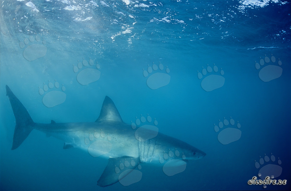 Majestuoso tiburón blanco en el océano frente a Sudáfrica