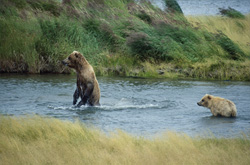 Brown Bear and Cub Lurking at Brooks River