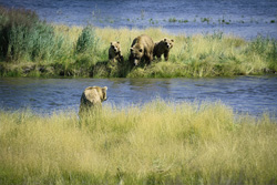 Although the brown bear mother tries to avoid such encounters, but they do occur again and again. The small brown bears are highly endangered.
