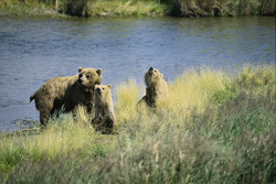 Bedrohung für die Braunbärenfamilie in Alaska