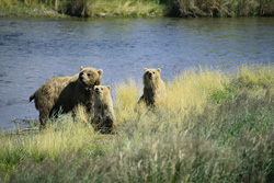 Threatening Situation for the Brown Bear Family at Brooks River, Alaska