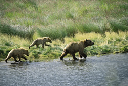 Majestic brown bears searching for salmon by the river